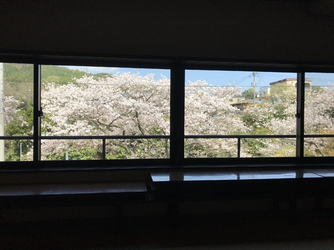 当館から見える桜